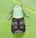 Rectiostoma fernaldella - Hodges#1027 - photo 5