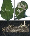 Recurvaria consimilis - Hodges#1781 - photo 4