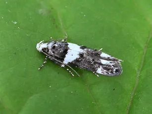 Recurvaria leucatella