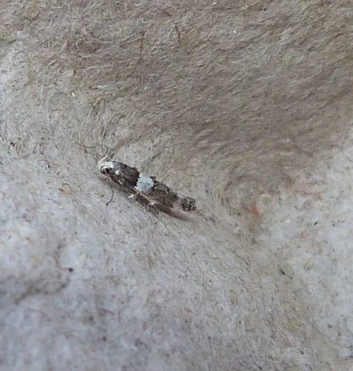 Recurvaria leucatella - photo 2