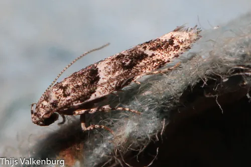 Lesser Bud Moth - Hodges#1783