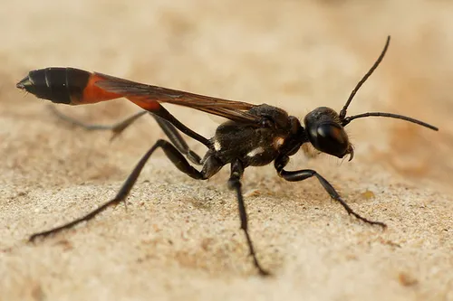 Red Banded Sand Wasp