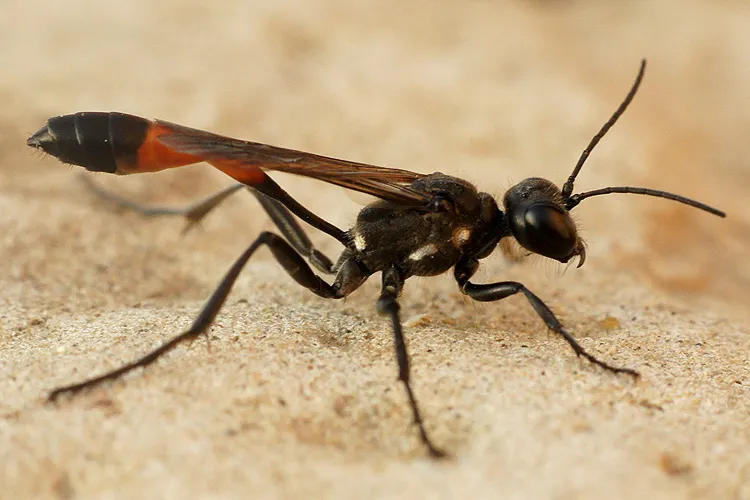 Red Banded Sand Wasp - photo 3