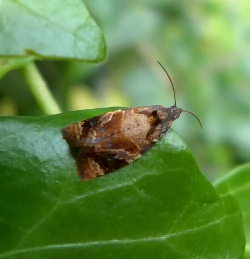 Red-barred Tortrix - photo 2