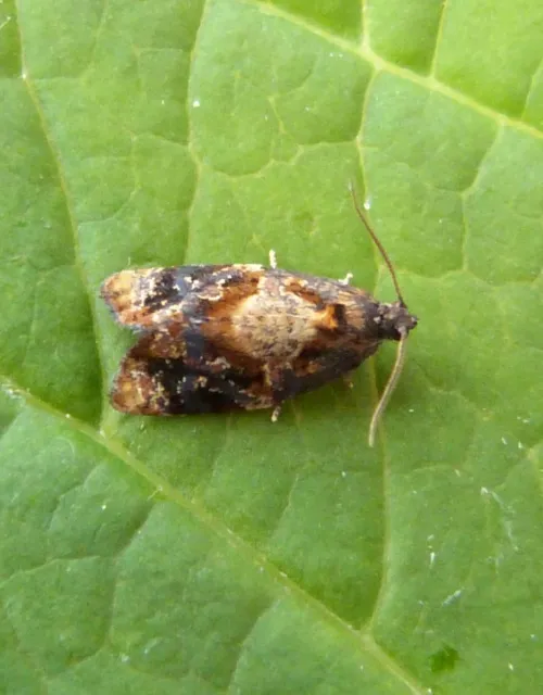 Red-barred Tortrix - photo 3