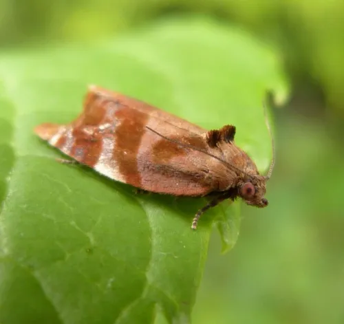Red-barred Tortrix - photo 4