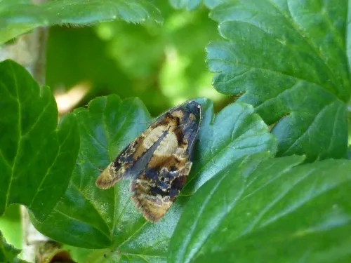 Red-barred Tortrix - photo 5