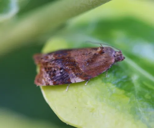 Red-barred Tortrix - photo 6