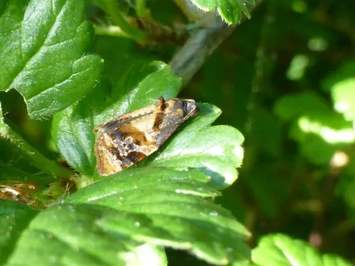 Red-barred Tortrix - photo 7