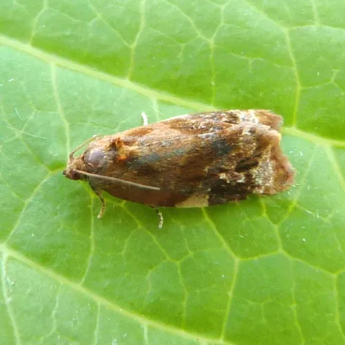 Red-barred Tortrix - photo 8