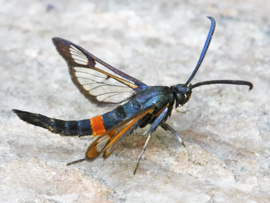 Red-belted Clearwing - photo 2