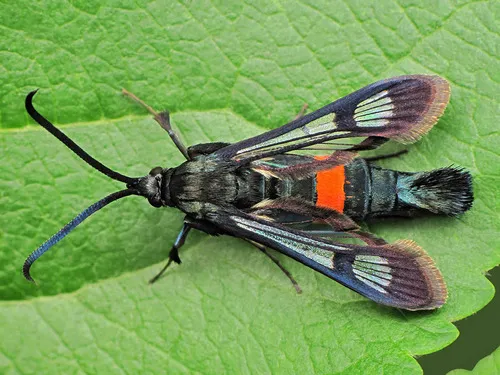 Red-belted Clearwing - photo 4