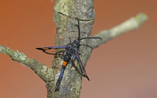 Red-belted Clearwing - photo 5