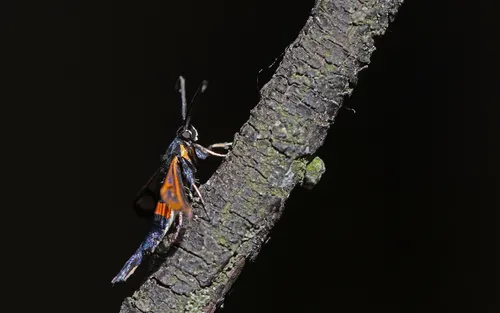 Red-belted Clearwing - photo 6