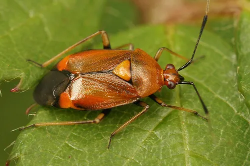Red Bug