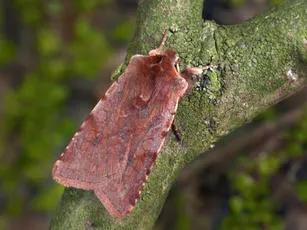 Red Chestnut