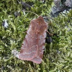 Red Chestnut - photo 3