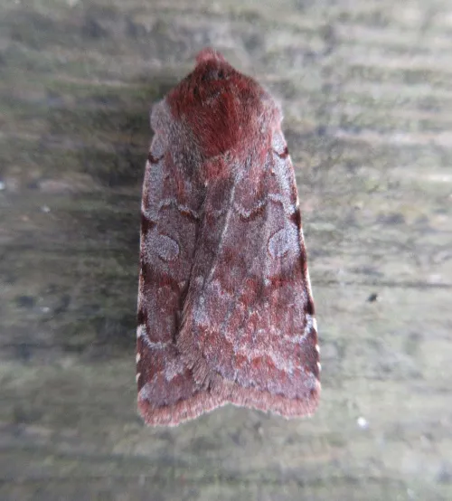 Red Chestnut - photo 5