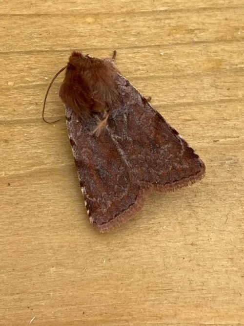 Red Chestnut - photo 6