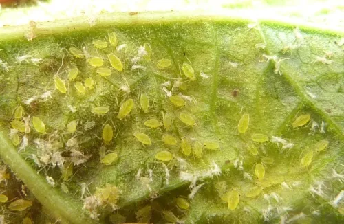 Red Currant Aphid - photo 2