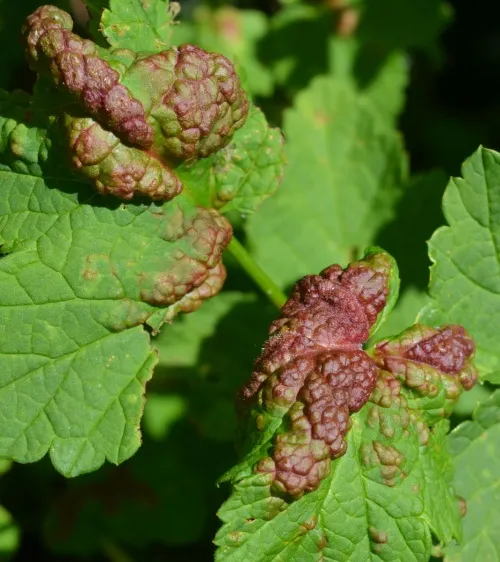 Red Currant Aphid - photo 3