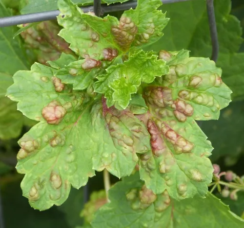 Red Currant Aphid - photo 4