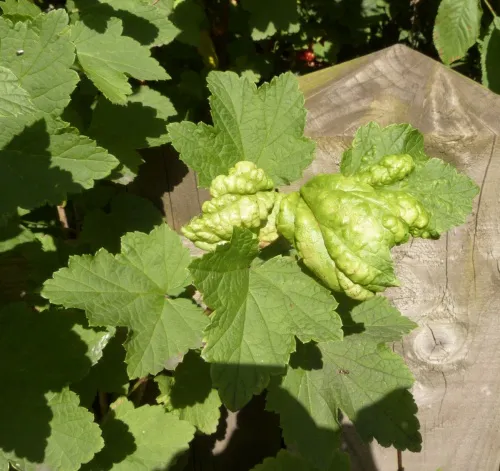 Red Currant Aphid - photo 5