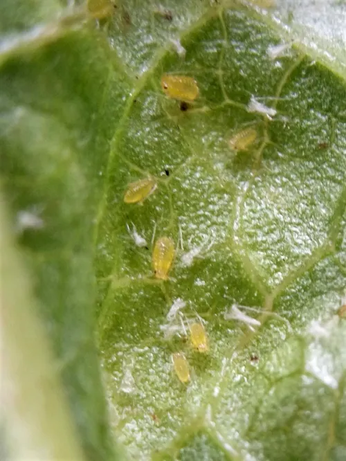 Red Currant Aphid - photo 6