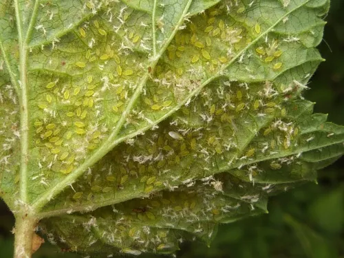 Red Currant Aphid - photo 7