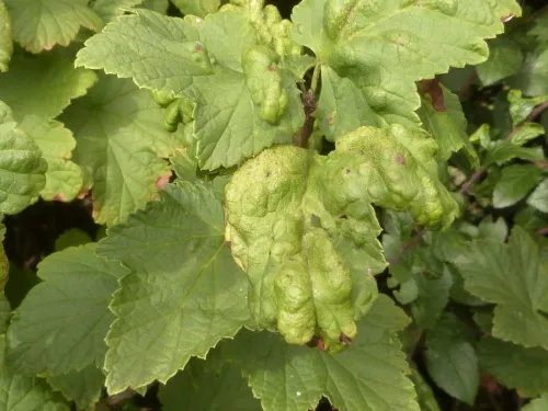 Red Currant Aphid - photo 8