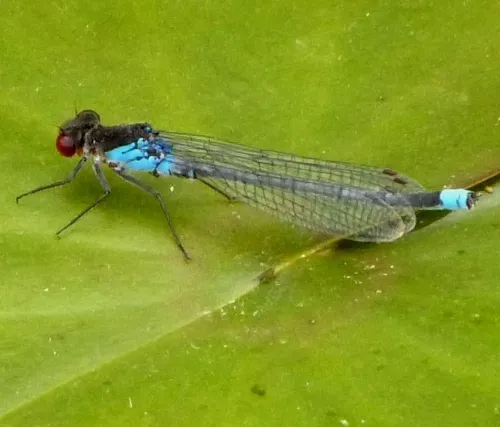 Red-eyed Damselfly