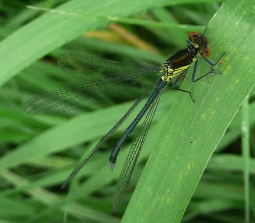 Red-eyed Damselfly - photo 7