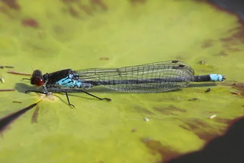 Red-eyed Damselfly - photo 2