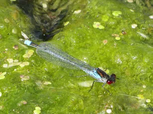 Red-eyed Damselfly - photo 3