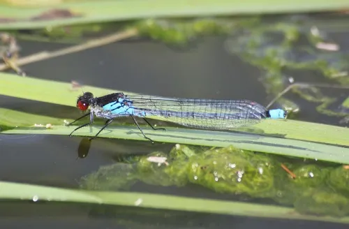 Red-eyed Damselfly - photo 4
