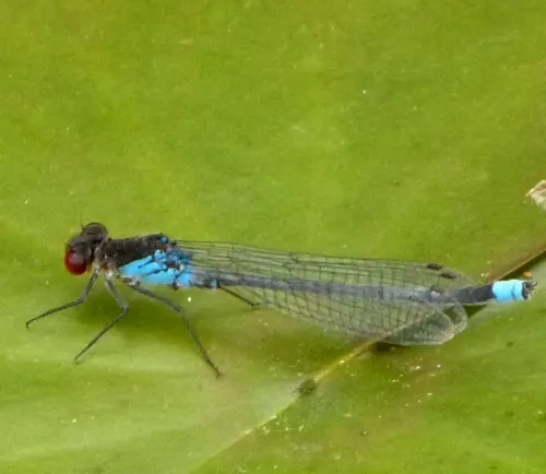 Red-eyed Damselfly - photo 5