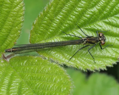 Red-eyed Damselfly - photo 6