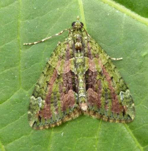 Red-green Carpet