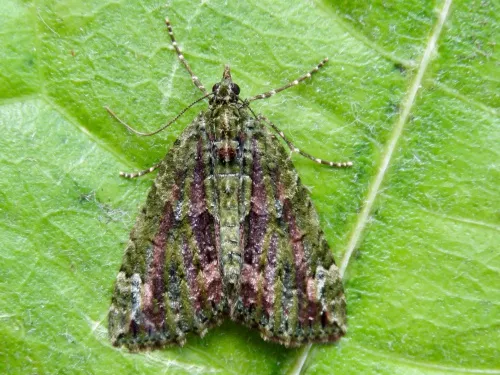 Red-green Carpet - photo 2