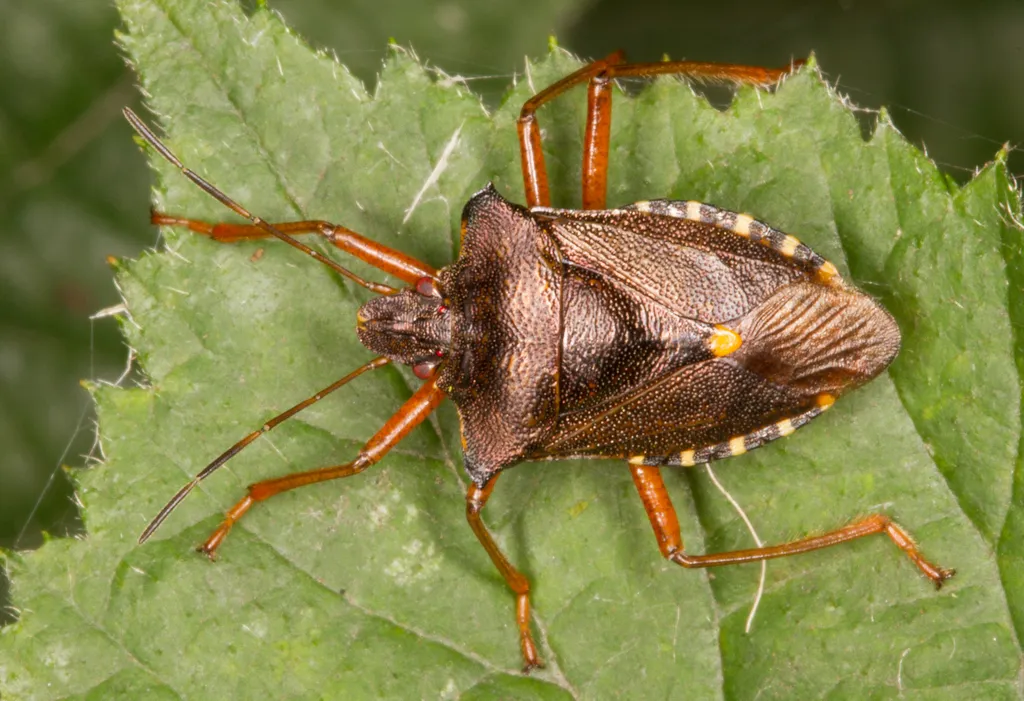 Red-legged Shieldbug - photo 2
