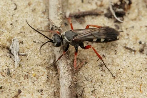 Red Legged Spider Wasp