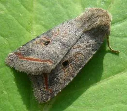 Red-line Quaker - photo 2