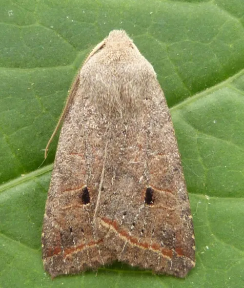 Red-line Quaker - photo 3