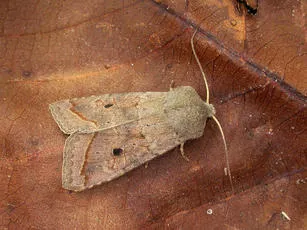 Red-line Quaker - photo 4
