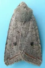 Red-line Quaker - photo 5
