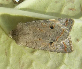 Red-line Quaker - photo 7