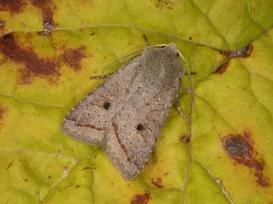Red-line Quaker - photo 8