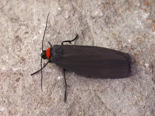 Red-necked Footman