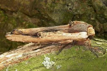 Red Sword-grass - Xylena vetusta