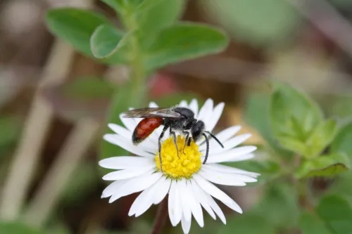 Red-tailed Blood Bee